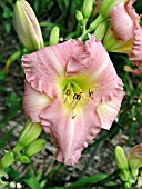 HEMEROCALLIS FROSTED PINK ICE (DAY LILY)
