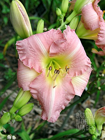 HEMEROCALLIS_FROSTED_PINK_ICE_DAY_LILY