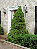 PICEA GLAUCA ALBERTINA CONICA AGAINST WALL BY FRONT DOOR