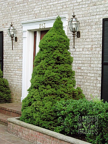 PICEA_GLAUCA_ALBERTINA_CONICA_AGAINST_WALL_BY_FRONT_DOOR