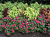 SOLENOSTEMON WITH CATHARANTHUS