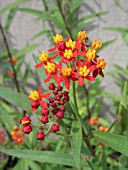 ASCLEPIAS CURASSAVICA RED BUTTERFLY (SILKWEED)