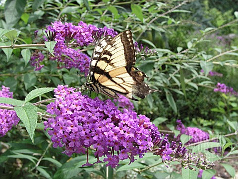 BUTTERFLY_ON_BUDDLEIA