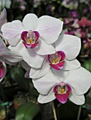 PHALAENOPSIS ORCHID ABYLOS