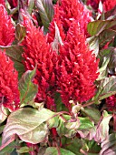 CELOSIA NEW LOOK RED