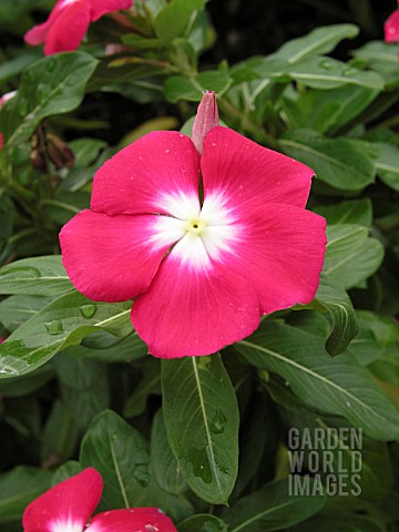 CATHARANTHUS_ROSEUS_PACIFICA_HALO_PUNCH