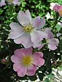 ROSA ANDERSONII
