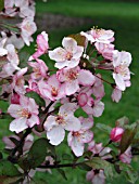 MALUS CANDYMINT CRABAPPLE