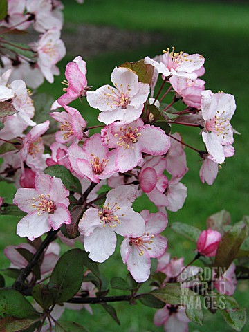 MALUS_CANDYMINT_CRABAPPLE
