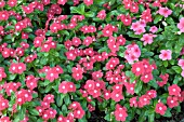CATHARANTHUS ROSEUS PACIFICA CHERRY RED