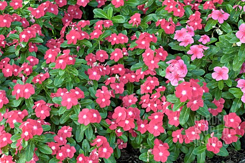CATHARANTHUS_ROSEUS_PACIFICA_CHERRY_RED