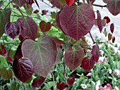 CERCIS FOREST PANSY