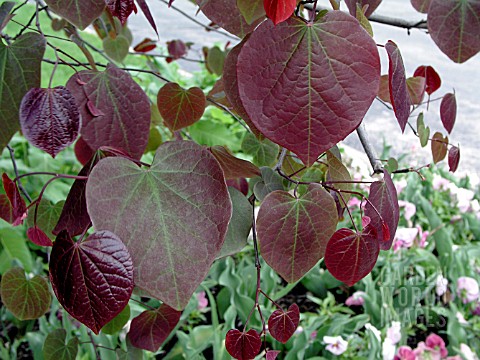 CERCIS_FOREST_PANSY