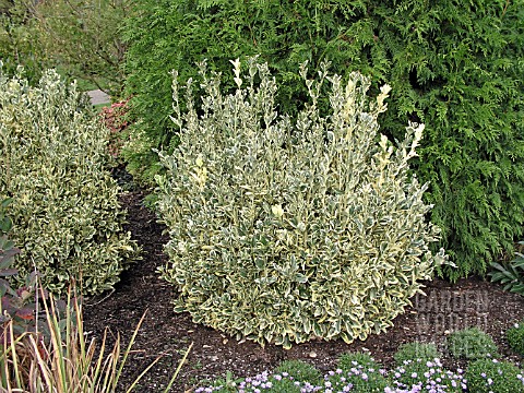 EUONYMUS_JAPONICUS_SILVER_KING