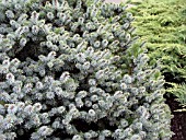 PICEA SITCHENSIS PAPOOSE