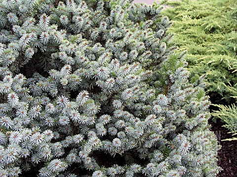 PICEA_SITCHENSIS_PAPOOSE
