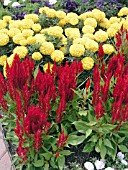 CELOSIA AND TAGETES