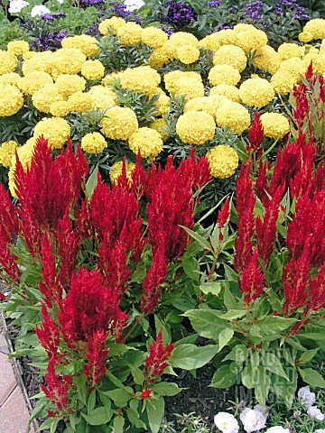 CELOSIA_AND_TAGETES