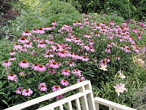 ECHINACEA_PURPUREA