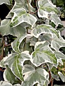 HEDERA HELIX VARIEGATED