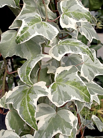 HEDERA_HELIX_VARIEGATED