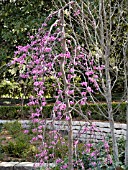 CERCIS COVEY WEEPING REDBUD