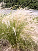 STIPA TENUISSIMA , MEXICAN FEATHER GRASS.