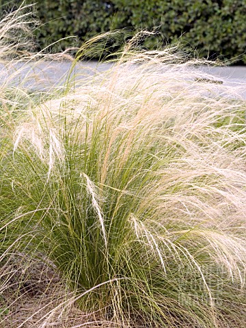 STIPA_TENUISSIMA__MEXICAN_FEATHER_GRASS