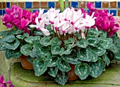 CYCLAMEN PERSICUM MIX,  IN CONTAINERS
