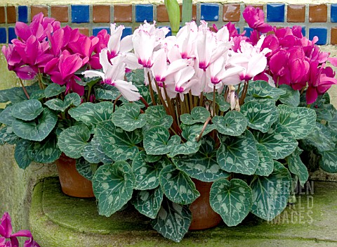 CYCLAMEN_PERSICUM_MIX__IN_CONTAINERS