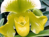 PAPHIOPEDILUM KING OF SWEDEN,  (ORCHID)