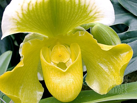 PAPHIOPEDILUM_KING_OF_SWEDEN__ORCHID