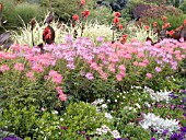 CLEOME MIX WITH CANNAS AND GRASSES