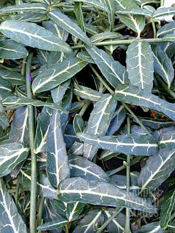 EUONYMUS_FORTUNEI_WOLONG_GHOST