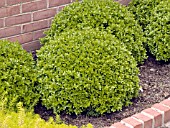 BUXUS MICROPHYLLA GREEN PILLOW