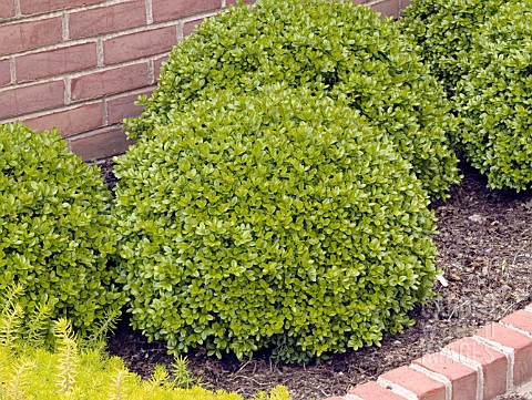BUXUS_MICROPHYLLA_GREEN_PILLOW