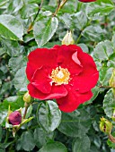 ROSA RED FLOWER CARPET