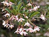 STYRAX JAPONICA PINK CHIMES