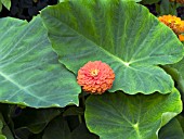 COLOCASIA WITH ZINNIA GROWING THROUGH