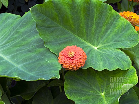 COLOCASIA_WITH_ZINNIA_GROWING_THROUGH