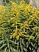 SOLIDAGO CROWN OF RAYS