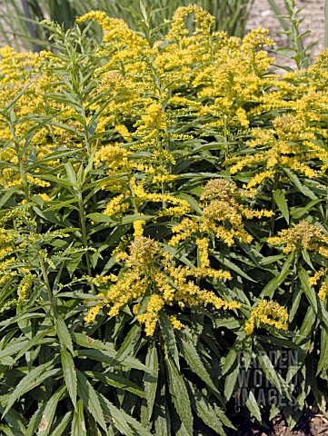 SOLIDAGO_CROWN_OF_RAYS
