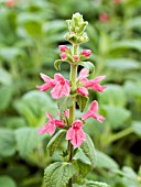 STACHYS COCCINEA CHINOOK