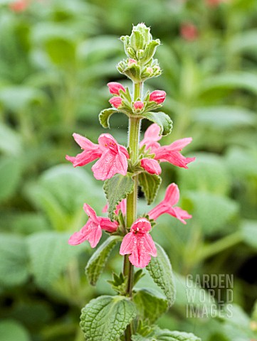 STACHYS_COCCINEA_CHINOOK