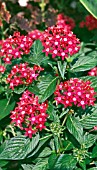 PENTAS LANCEOLATA BUTTERFLY CHERRY RED