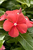 CATHARANTHUS ROSEUS COOLER RED