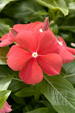 CATHARANTHUS_ROSEUS_COOLER_RED