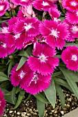 DIANTHUS CHINENSIS IDEAL SELECT VIOLET