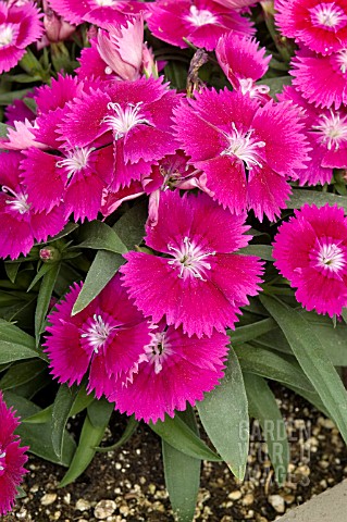 DIANTHUS_CHINENSIS_IDEAL_SELECT_VIOLET