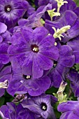 Petunia Madness Midnight